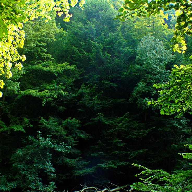 Alpine wilderness landscape